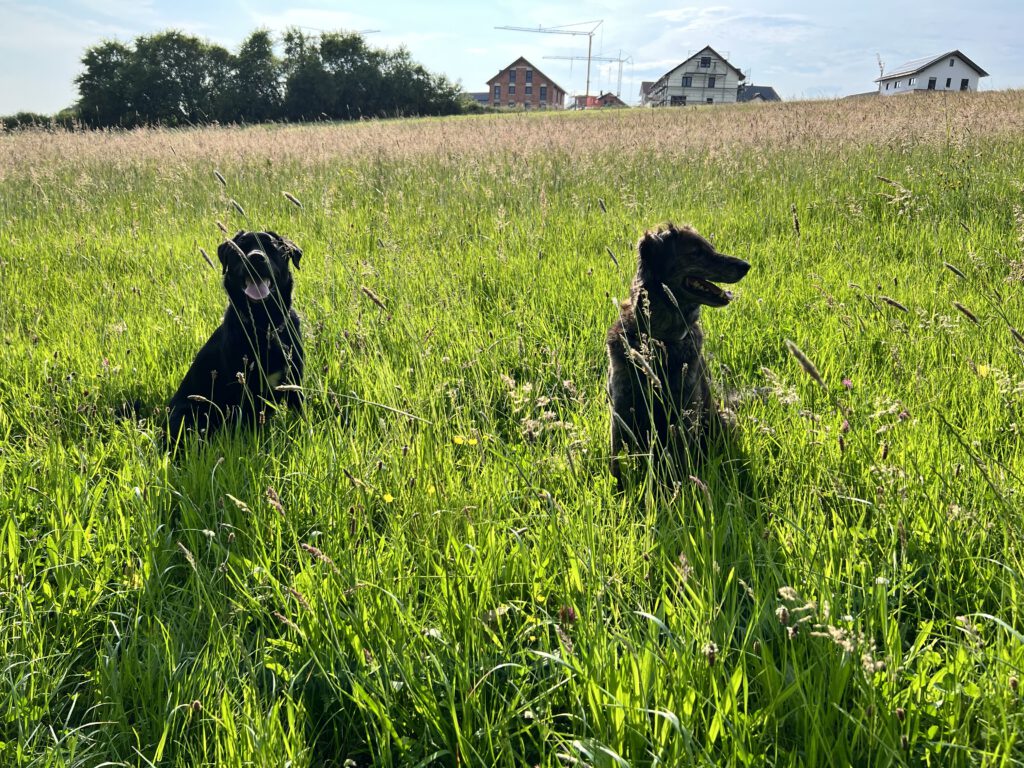 Ein paar schöne Sommerwanderungen und ein Pflegehund Weite Wege